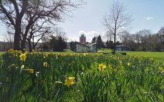 Blick über ein Narzissenfeld Richtung Elisenturm und Gewächshäuser auf der Hardt.